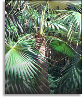 Silver Thatch Palm