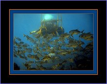The Bubble Sub submarine in Grand Cayman - The worlds first all around visibility submarine