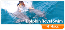 swim with dolphins