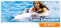 swim with dolphins