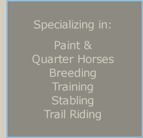 Coral Stone Stables - Horseback Riding in Grand Cayman, Cayman Islands
