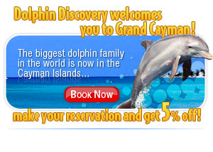 Dolphin discovery Grand Cayman, Grand Opening - December 2008